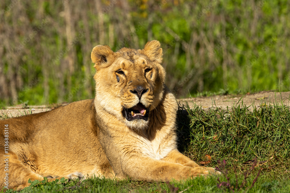 African Lion (Panthera leo), found in sub-Saharan Africa, including savannahs and grasslands.