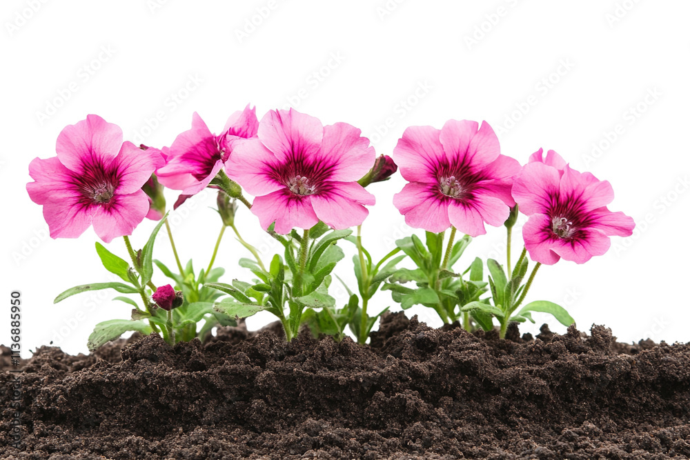 Pink flowers growing in soil, isolated on a transparent background, highlighting their delicate petals and natural beauty, perfect for nature, gardening, or floral-themed designs. Pink flowers growing in soil, isolated on a transparent background, highlighting their delicate petals and natural beauty, perfect for nature, gardening, or floral-themed designs.