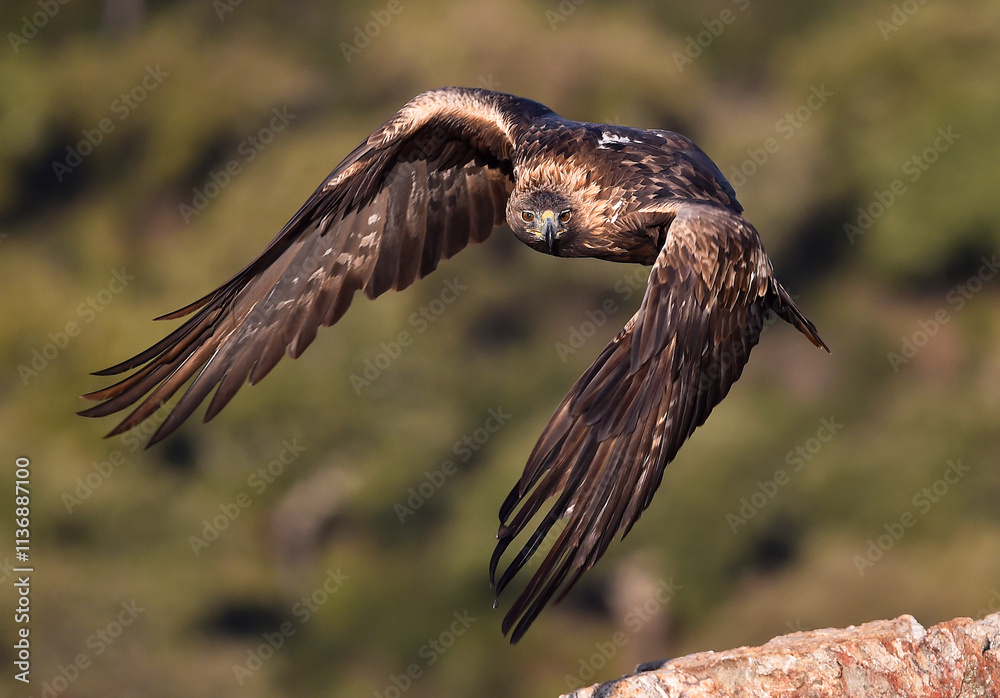 Fototapeta premium a majestic golden eagle in spain