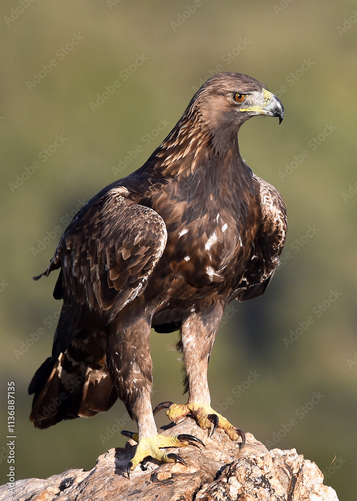 Fototapeta premium a majestic golden eagle in spain