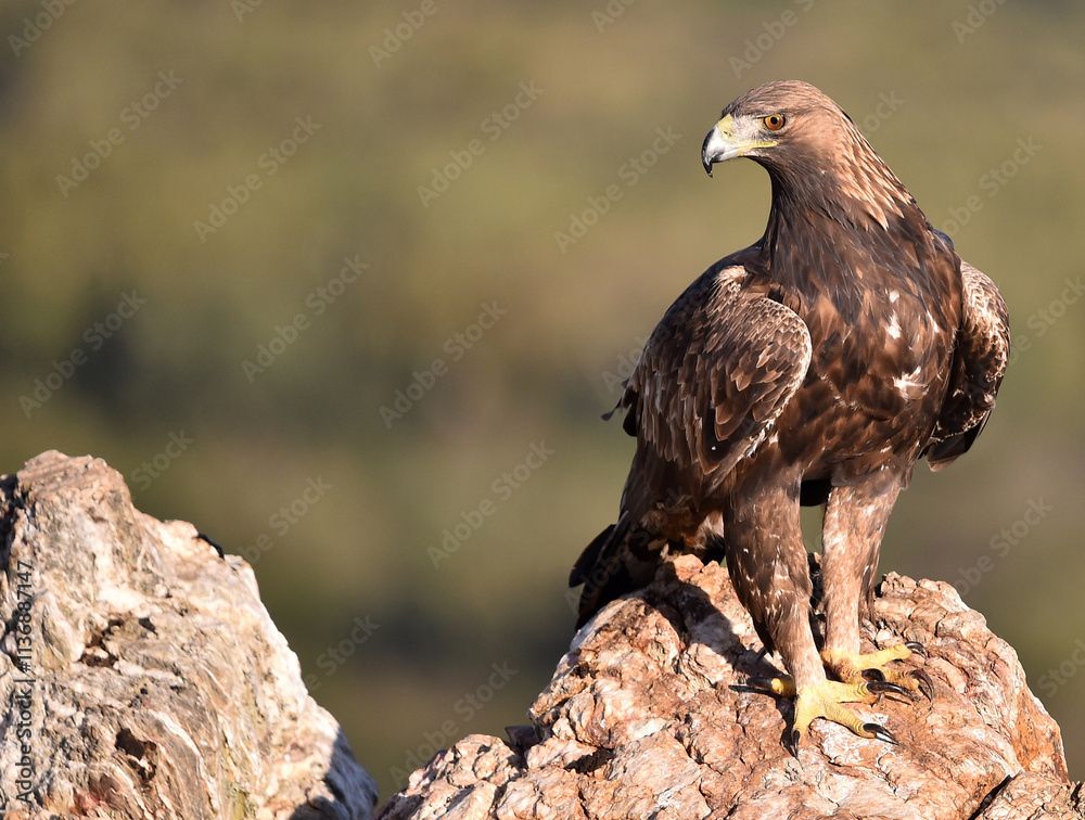 Fototapeta premium a majestic golden eagle in spain