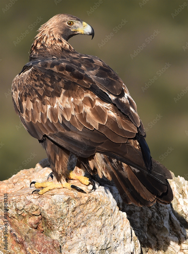 Fototapeta premium a majestic golden eagle in spain