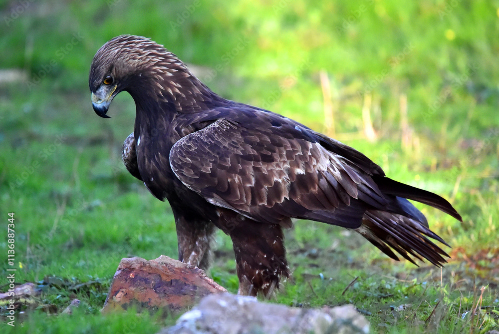 Fototapeta premium a majestic golden eagle in spain
