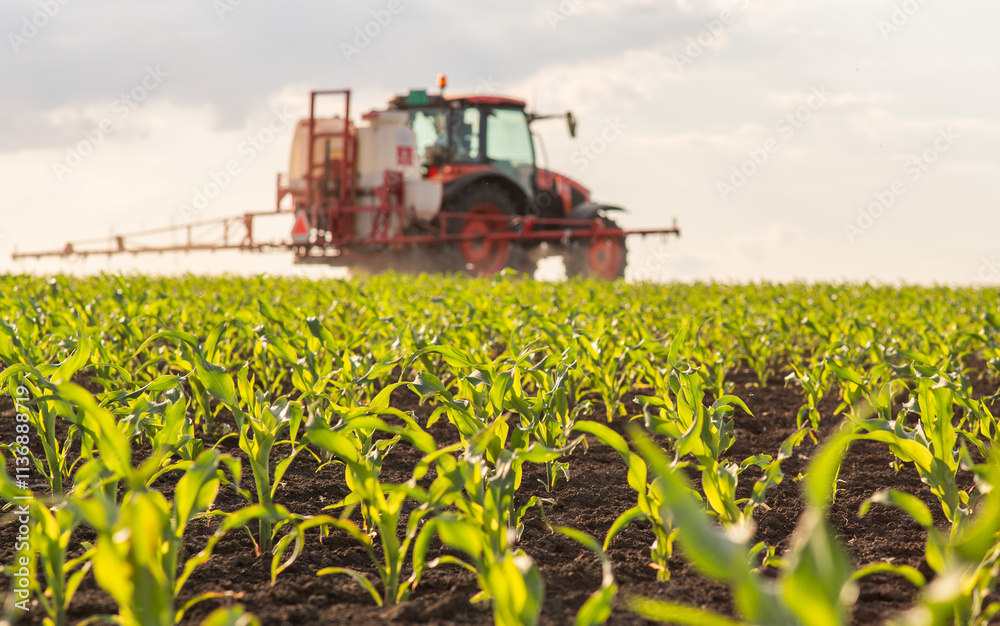 Tractor spraying corn field in sunset