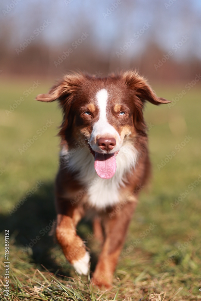 Miniature Australian Shepherd dog in red-tri color is running in a field Miniature Australian Shepherd dog in red-tri color is running in a field