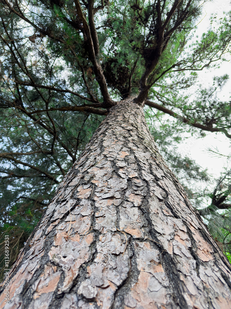 Majestic Pine Tree Viewed From the Ground Beneath Its Tall Trunk Majestic Pine Tree Viewed From the Ground Beneath Its Tall Trunk