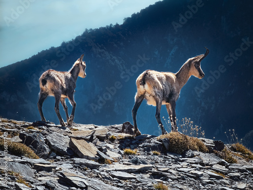 Mountain goats on the rock. Captured on Olympus, Greece