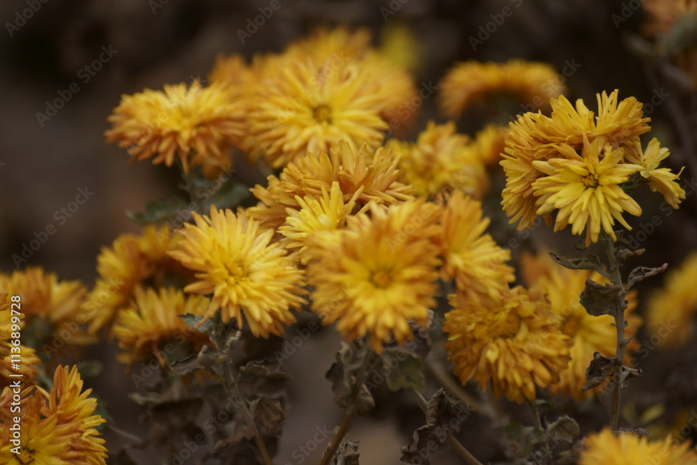 Obraz premium orange flowers 