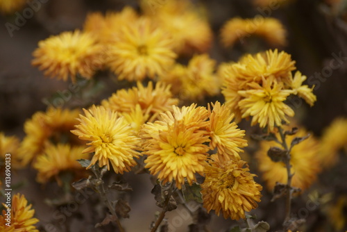 yellow flower