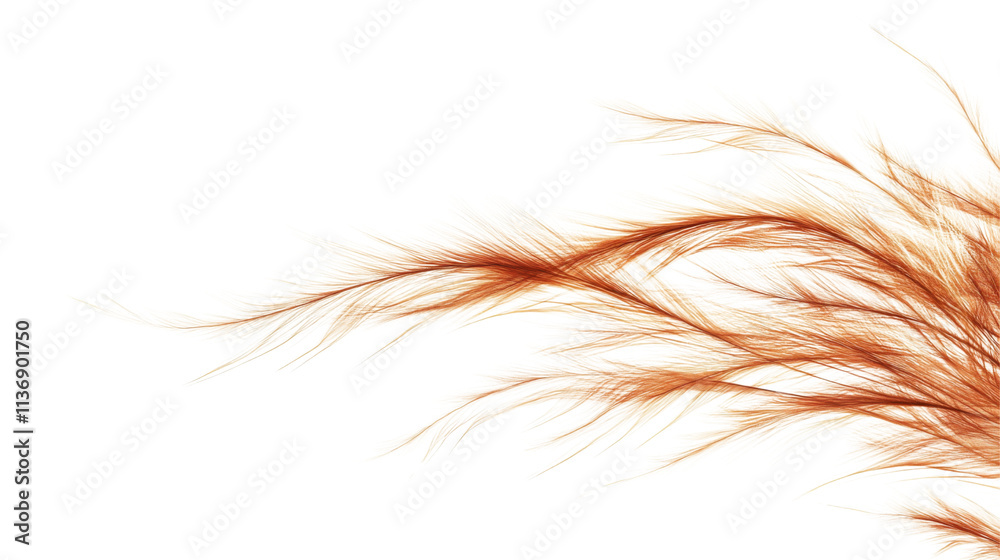 Fototapeta premium Tumbleweed, isolated on transparent background
