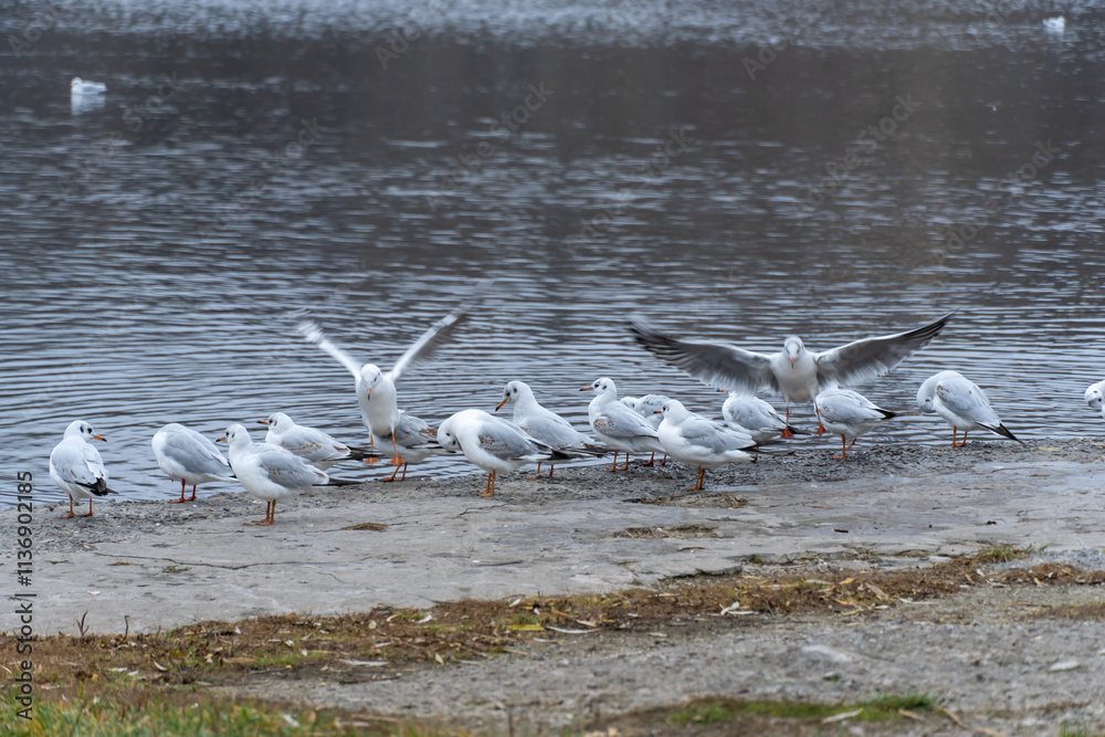 Large group birds of common gulls on shoreline in city lake. Rivergull on stone near coastline water. Flock birds chroicocephalus ridibundus fly, scream and eat fishs. Family laridae in wild nature. Large group birds of common gulls on shoreline in city lake. Rivergull on stone near coastline water. Flock birds chroicocephalus ridibundus fly, scream and eat fishs. Family laridae in wild nature.