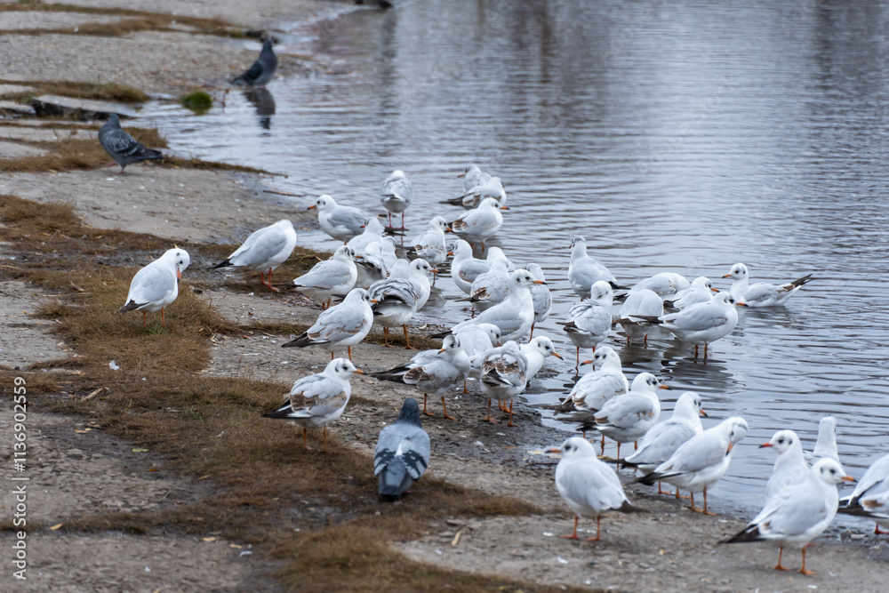Obraz premium Large group birds of common gulls on shoreline in city lake. Rivergull on stone near coastline water. Flock birds chroicocephalus ridibundus fly, scream and eat fishs. Family laridae in wild nature.