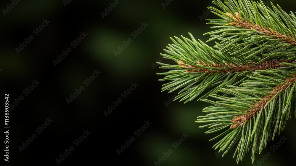 A detailed close-up of lush evergreen pine branches with needles, emphasizing the intricate beauty and resilience of nature's designs. A detailed close-up of lush evergreen pine branches with needles, emphasizing the intricate beauty and resilience of nature's designs.
