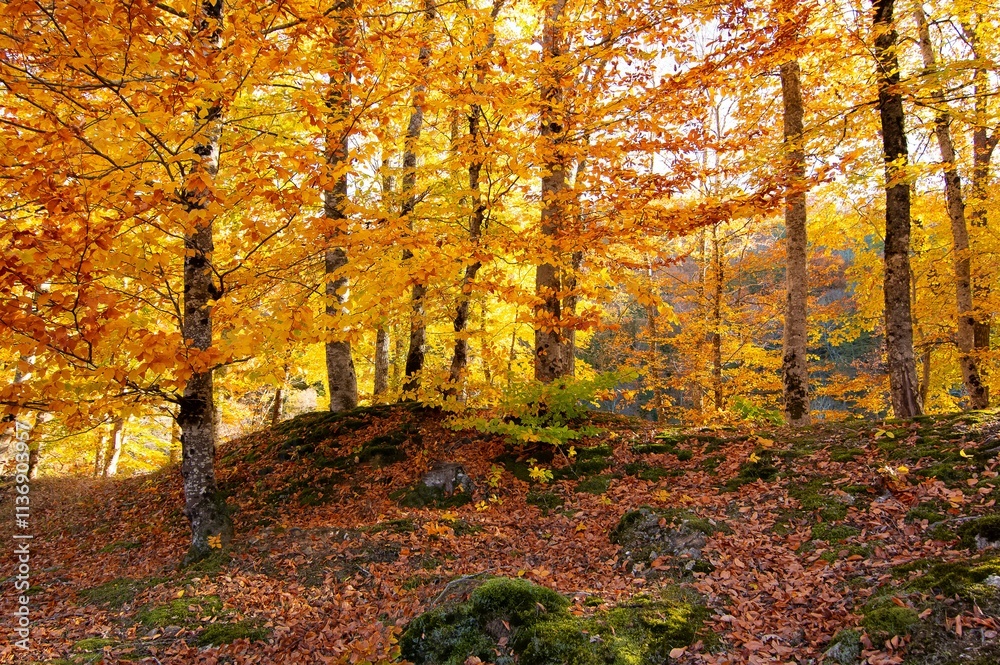 Obraz premium rural areas and landscapes. Autumn season and photos of trees and forests with yellowed leaves.
