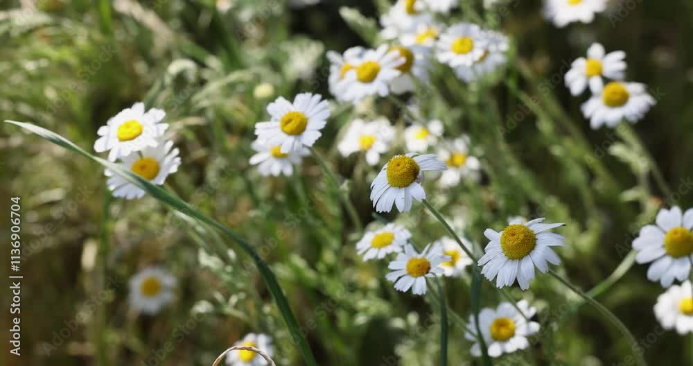Gentle wind caressing meadow flowers in a field of daisies Gentle wind caressing meadow flowers in a field of daisies