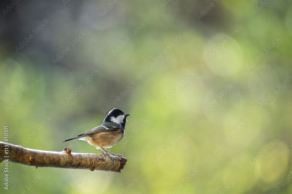 Naklejka premium Bird (coal tit) perched on a branch with a blurred bokeh background.