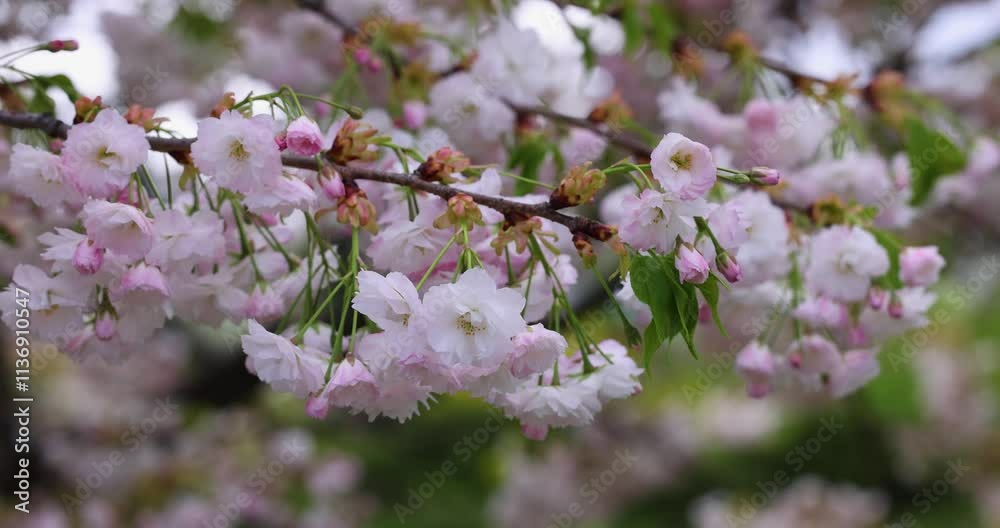 Cherry tree branch gently swaying in the wind Cherry tree branch gently swaying in the wind