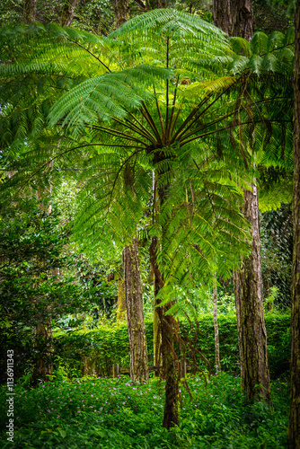 Cyathea contaminans, a tree fern that can grow very high in habitats ranging from tropical rain forests to temperate woodlands photo