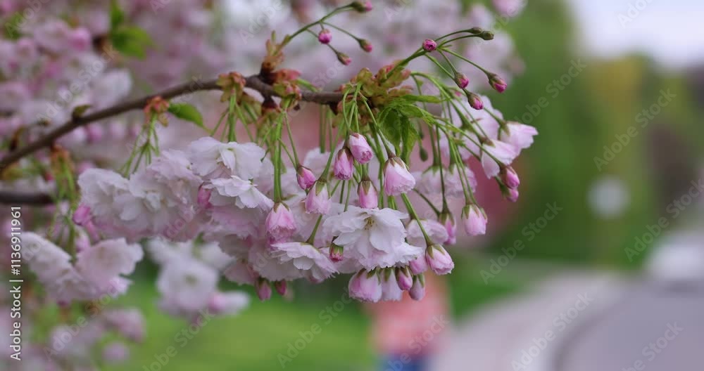 Swaying cherry tree branch adorned with delicate flowers in the wind Swaying cherry tree branch adorned with delicate flowers in the wind