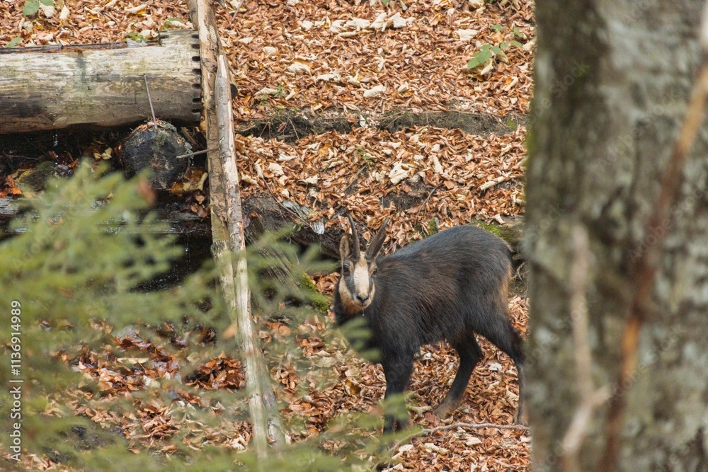 In a serene forest setting, a mountain goat navigates through a carpet of vibrant fallen leaves, embodying the quiet beauty of nature in autumn In a serene forest setting, a mountain goat navigates through a carpet of vibrant fallen leaves, embodying the quiet beauty of nature in autumn