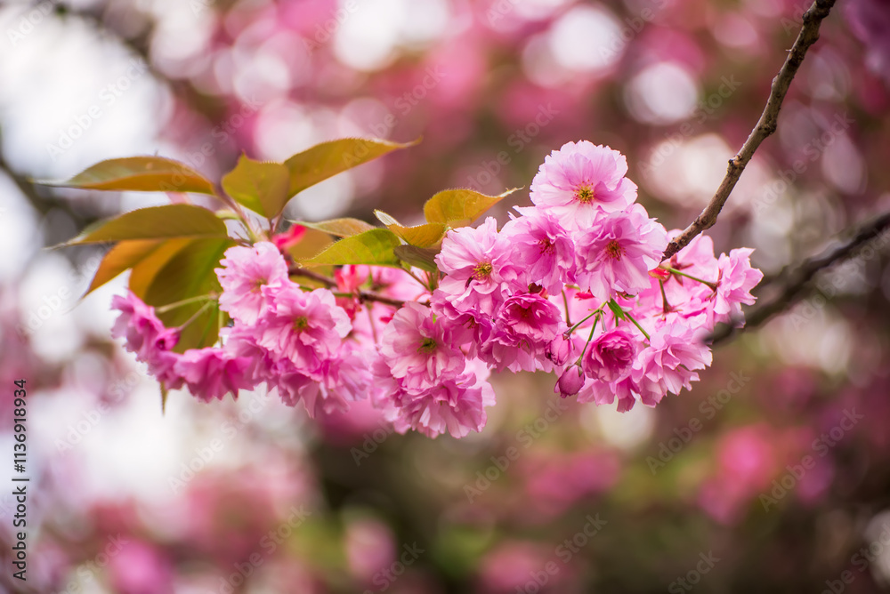 Sakura flowers blooming, spring seasonal Easter background Sakura flowers blooming, spring seasonal Easter background