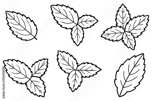 Mint leaf line art clean artwork