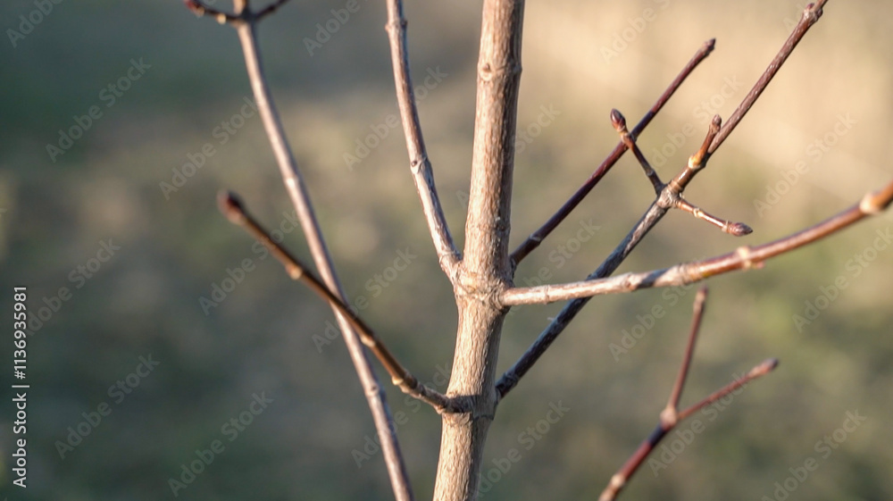 Willow branches and trunk close-up in nature Willow branches and trunk close-up in nature