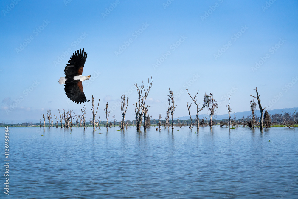 African fish eagle flying over Lake Naivasha