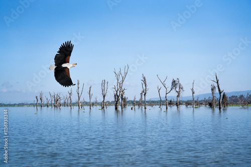 Obraz na płótnie African fish eagle flying over Lake Naivasha w salonie