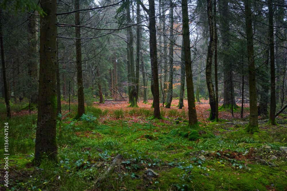 Obraz premium Forest foliage, Hoge Venen, België
