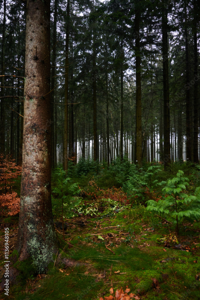Obraz premium Forest foliage, Hoge Venen, België