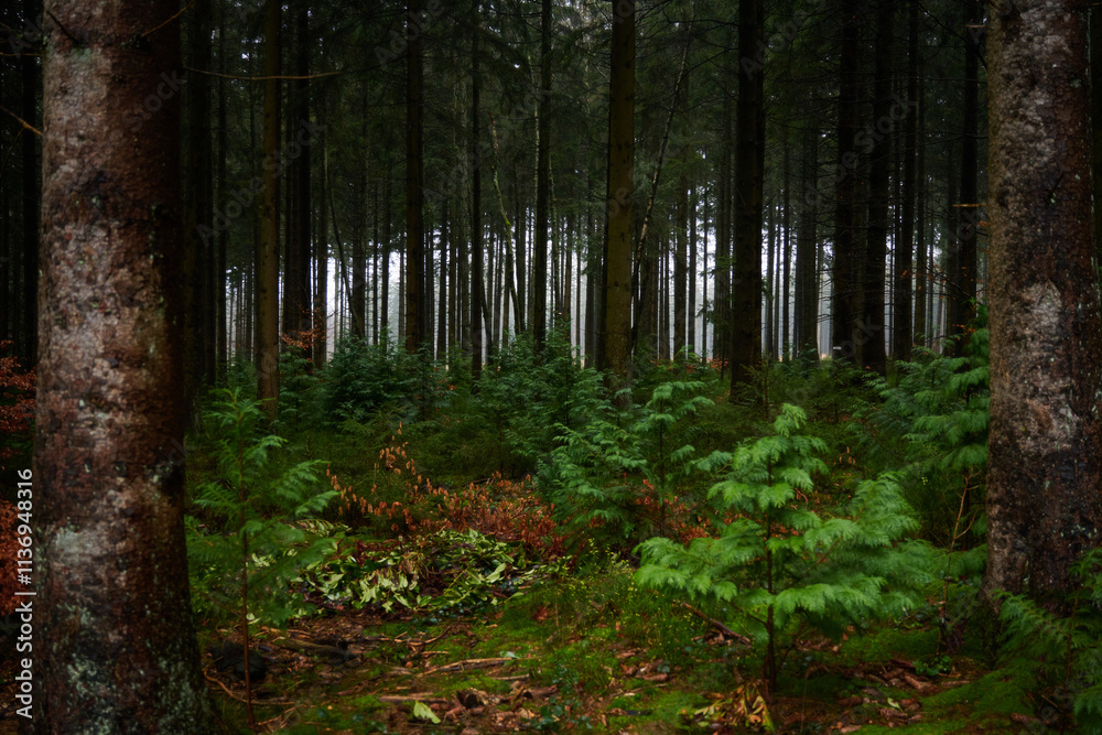 Fototapeta premium Forest foliage, Hoge Venen, België