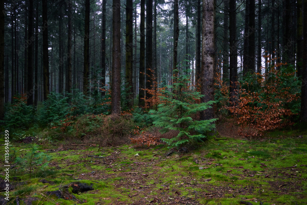 Obraz premium Forest foliage, Hoge Venen, België