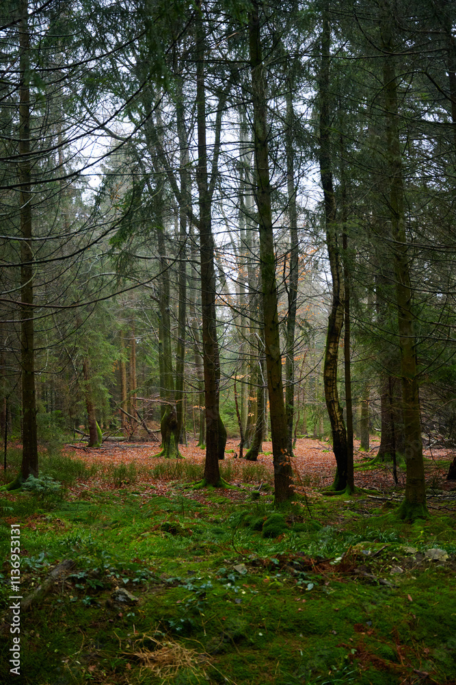 Obraz premium Forest foliage, Hoge Venen, België