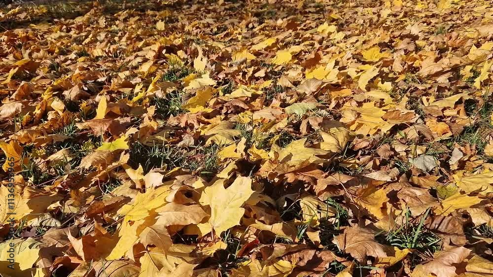 Fallen autumn leaves on the grass in the park. Yellow fallen leaves on the ground. Autumn background, selective focus. Fallen autumn leaves form the ground cover on the lawn in the park Fallen autumn leaves on the grass in the park. Yellow fallen leaves on the ground. Autumn background, selective focus. Fallen autumn leaves form the ground cover on the lawn in the park
