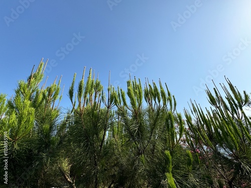 Aleppo pine jerusalem pine tree by the sea. Close-up. Pinus halepensis, commonly known as the Aleppo pine, also known as Jerusalem's oren is a pine native to the Mediterranean region.
 photo