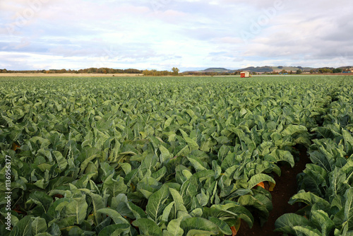 Cauliflower growing in a field in Scotland, UK