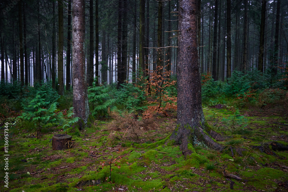 Obraz premium Forest foliage, Hoge Venen, België