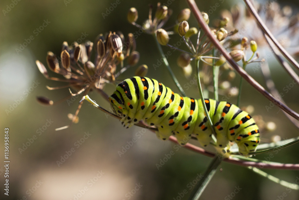 Green caterpillar Papilio machaon crawling on a dill umbel Green caterpillar Papilio machaon crawling on a dill umbel