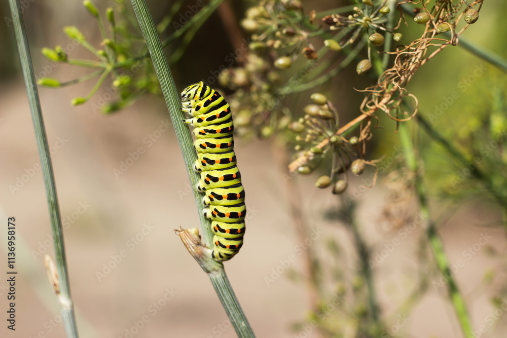 Green caterpillar Papilio machaon crawling on a dill umbel Green caterpillar Papilio machaon crawling on a dill umbel
