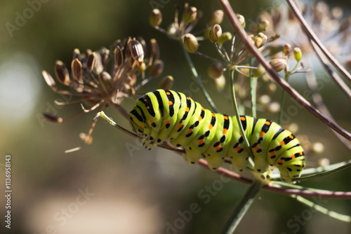 Green caterpillar Papilio machaon crawling on a dill umbel photo