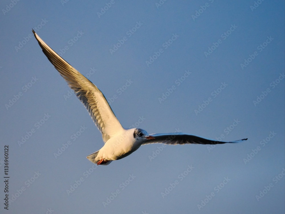 Fliegende Möwe (Larinae) an der niederländischen Nordsee Fliegende Möwe (Larinae) an der niederländischen Nordsee