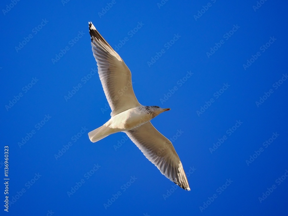 Obraz premium Fliegende Möwe (Larinae) an der niederländischen Nordsee
