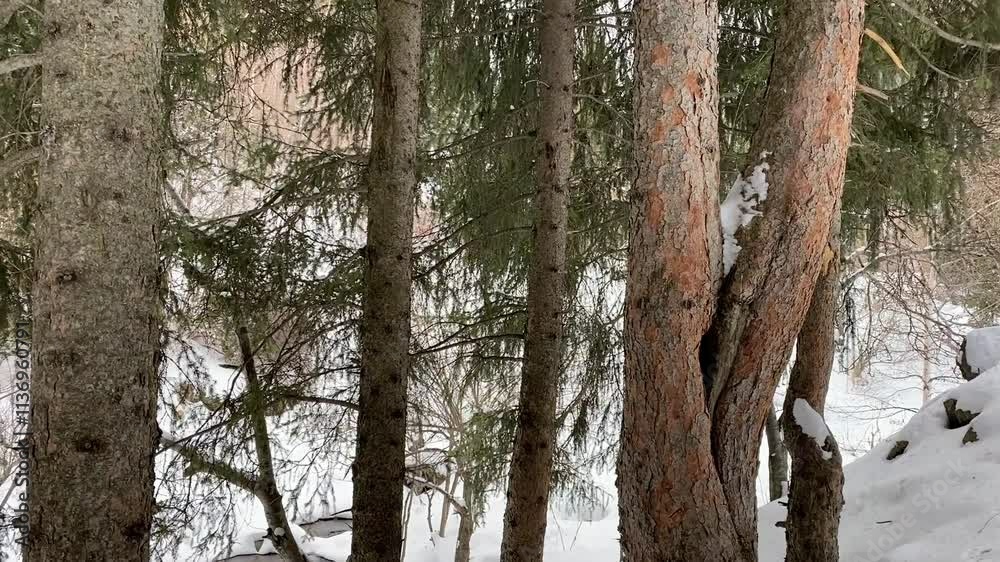 Mountain river among snow and pine trees with sound Mountain river among snow and pine trees with sound