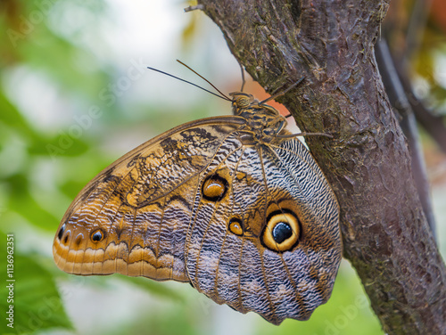 Giant tropical owl butterfly Caligo Eurilochus sitting on a tree, photo of a very large butterfly. The world of insects