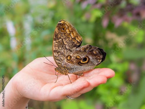 Giant tropical owl butterfly Caligo Eurilochus sits on a person's hand, very large butterfly. The world of insects. Communication between a person and nature.