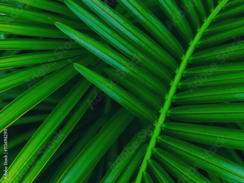 Close up of the natural texture of a vibrant green palm leaf in a tropical setting, nature, botany