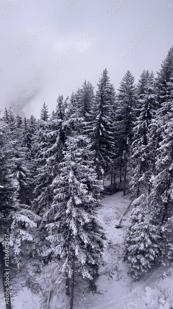 Aerial view of snowcapped trees in winter Aerial view of snowcapped trees in winter