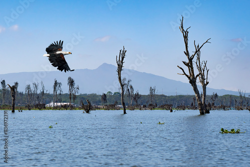 Obraz na płótnie African fish eagle flying over Lake Naivasha w salonie