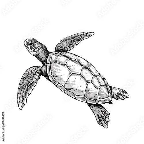 Turtle minimalist 2D vector graphic illustration sketch on a white background photo